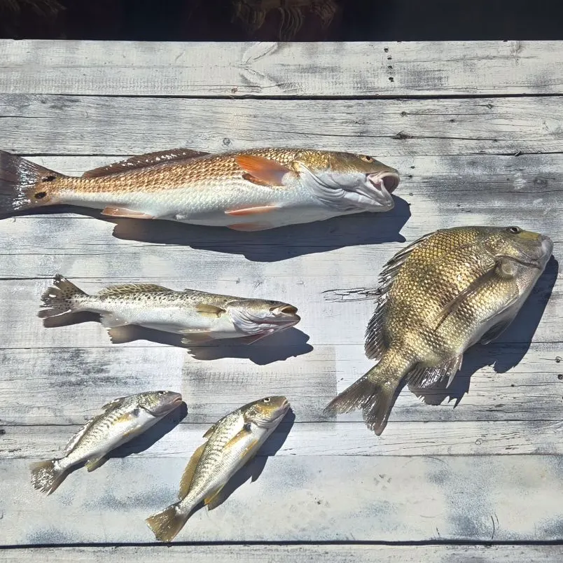 Red drum caught on Fishbrain