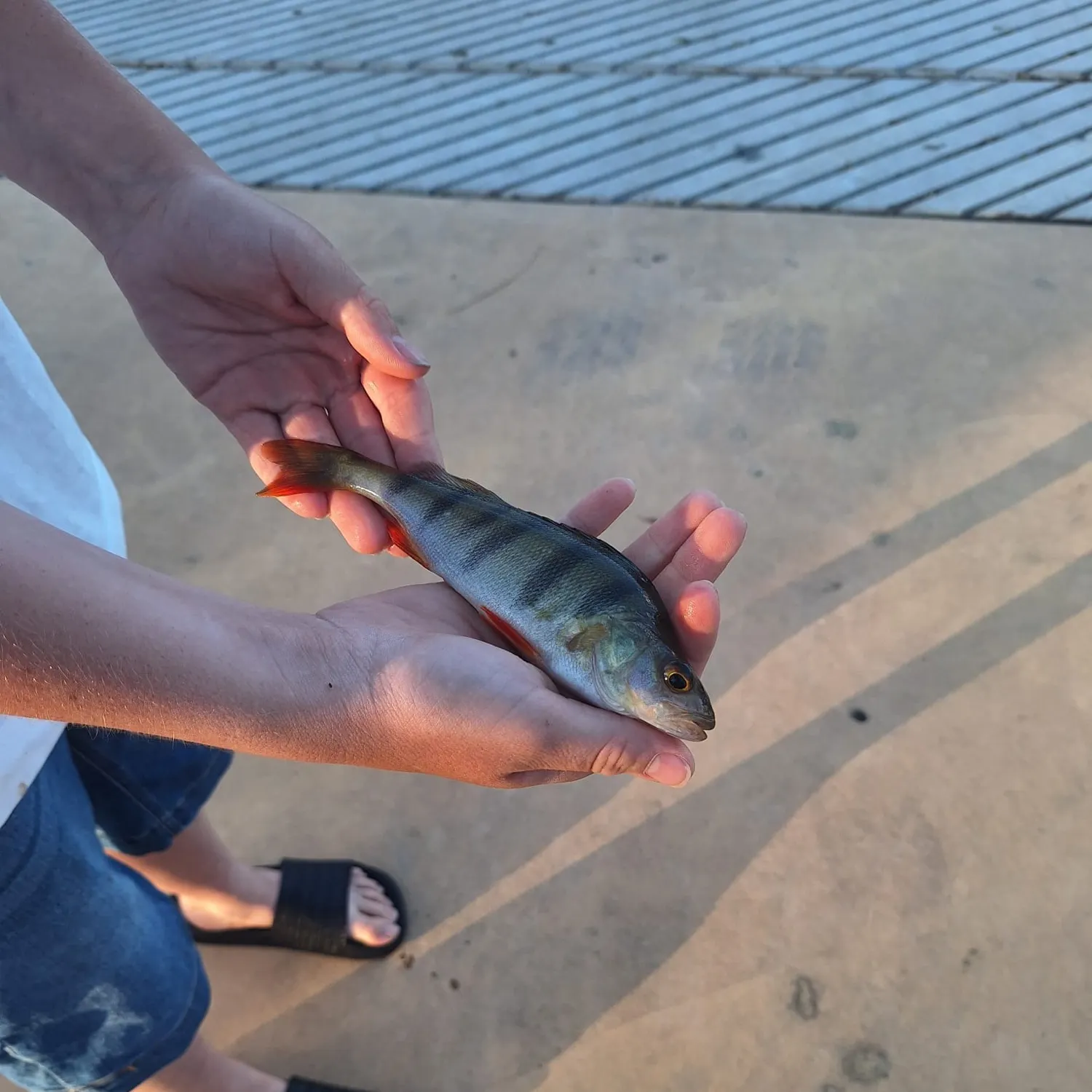 The most recent European perch catches on Fishbrain
