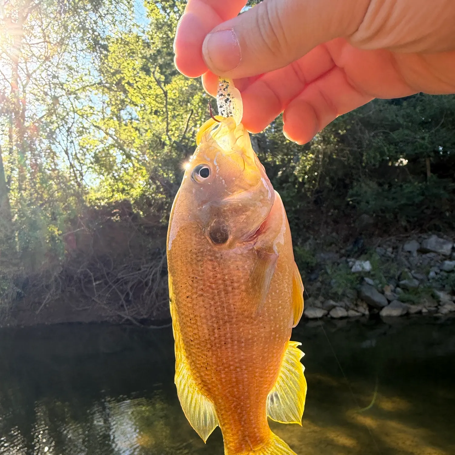 Green sunfish caught on Fishbrain