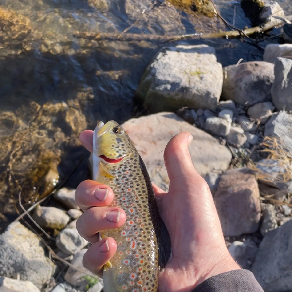 The most recent Lake trout catches on Fishbrain