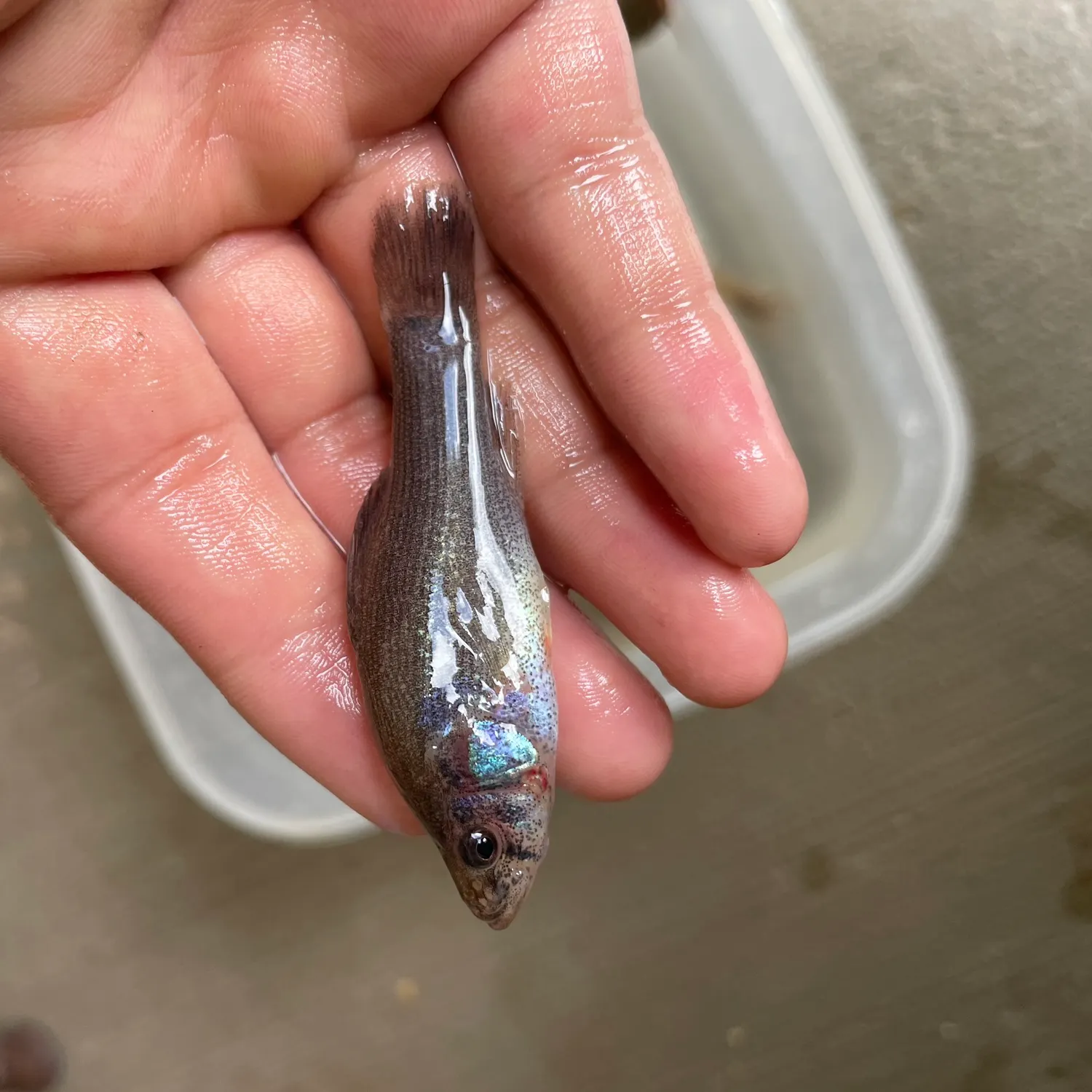 The most recent Western pirate perch catches on Fishbrain