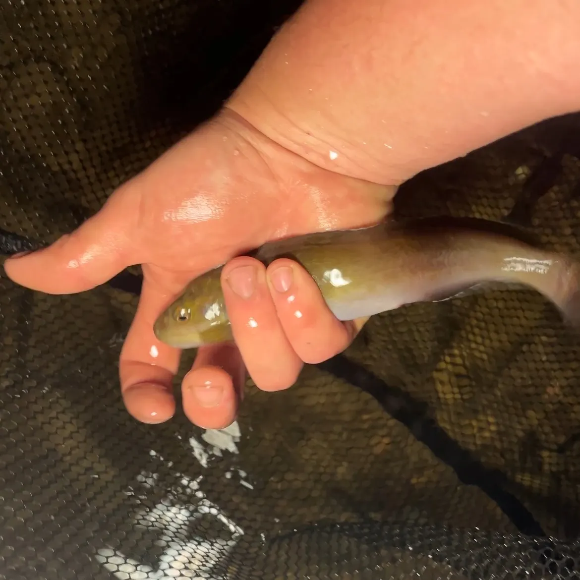 The most recent River blackfish catches on Fishbrain