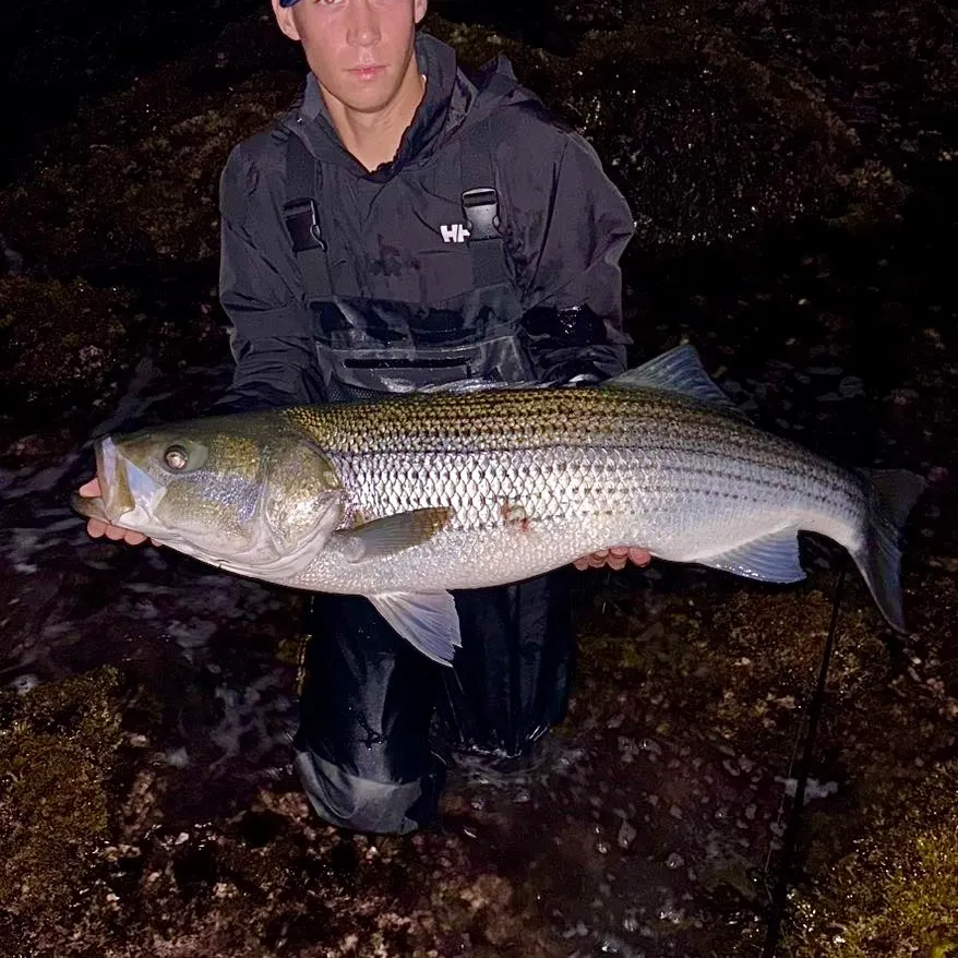 Striped bass caught on Fishbrain