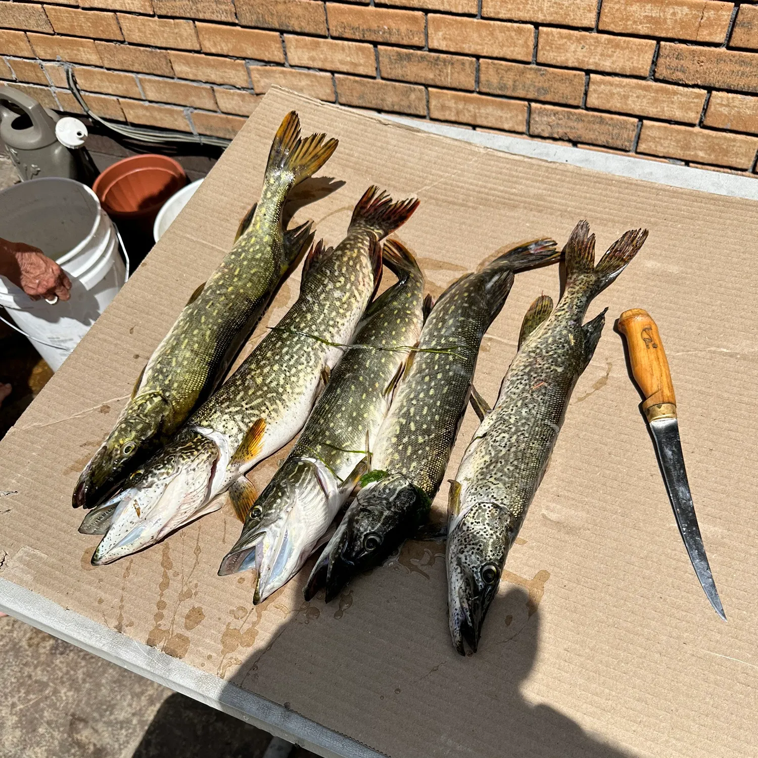 Northern pike caught on Fishbrain