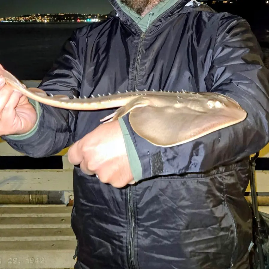 The most recent Starry ray catches on Fishbrain