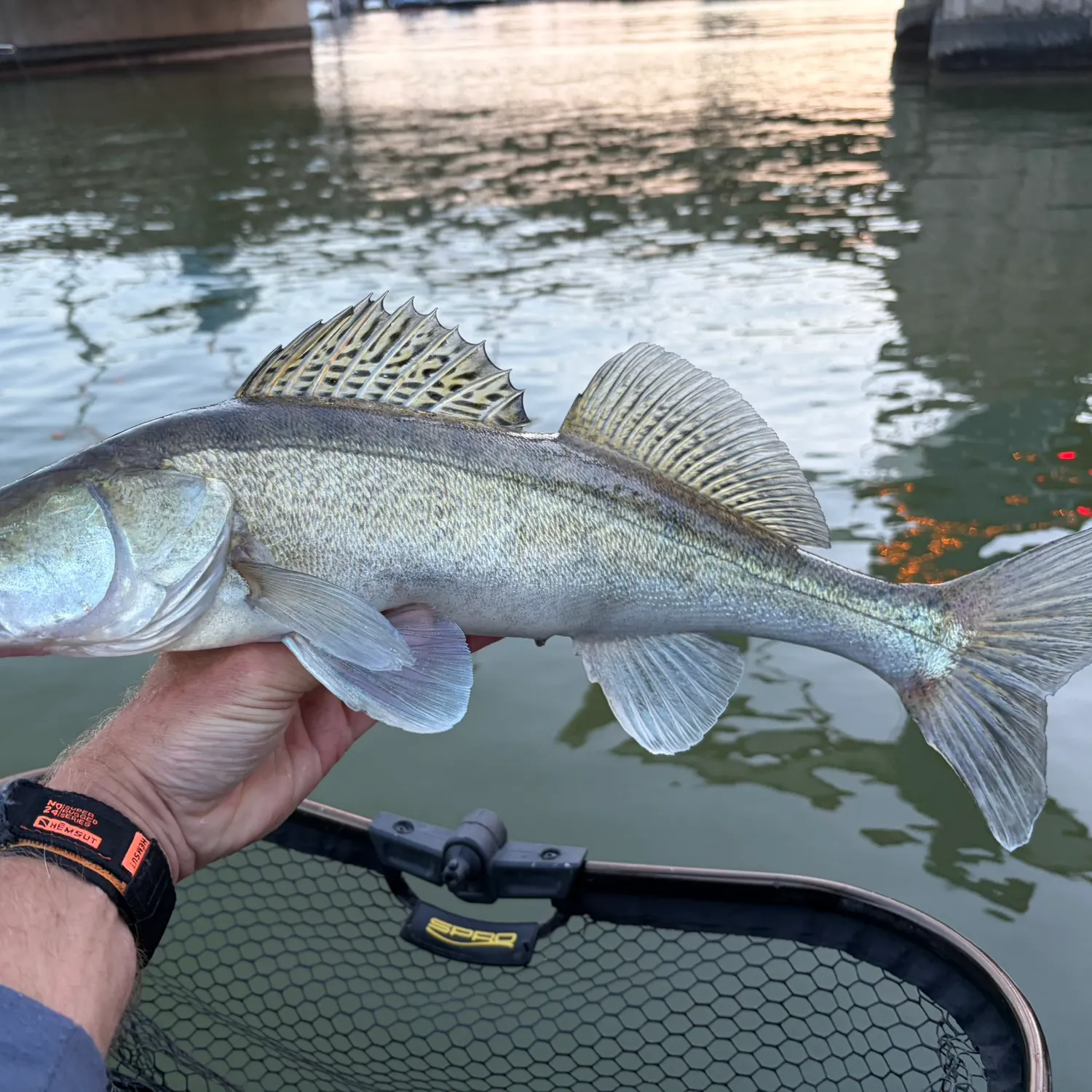 Zander caught on Fishbrain