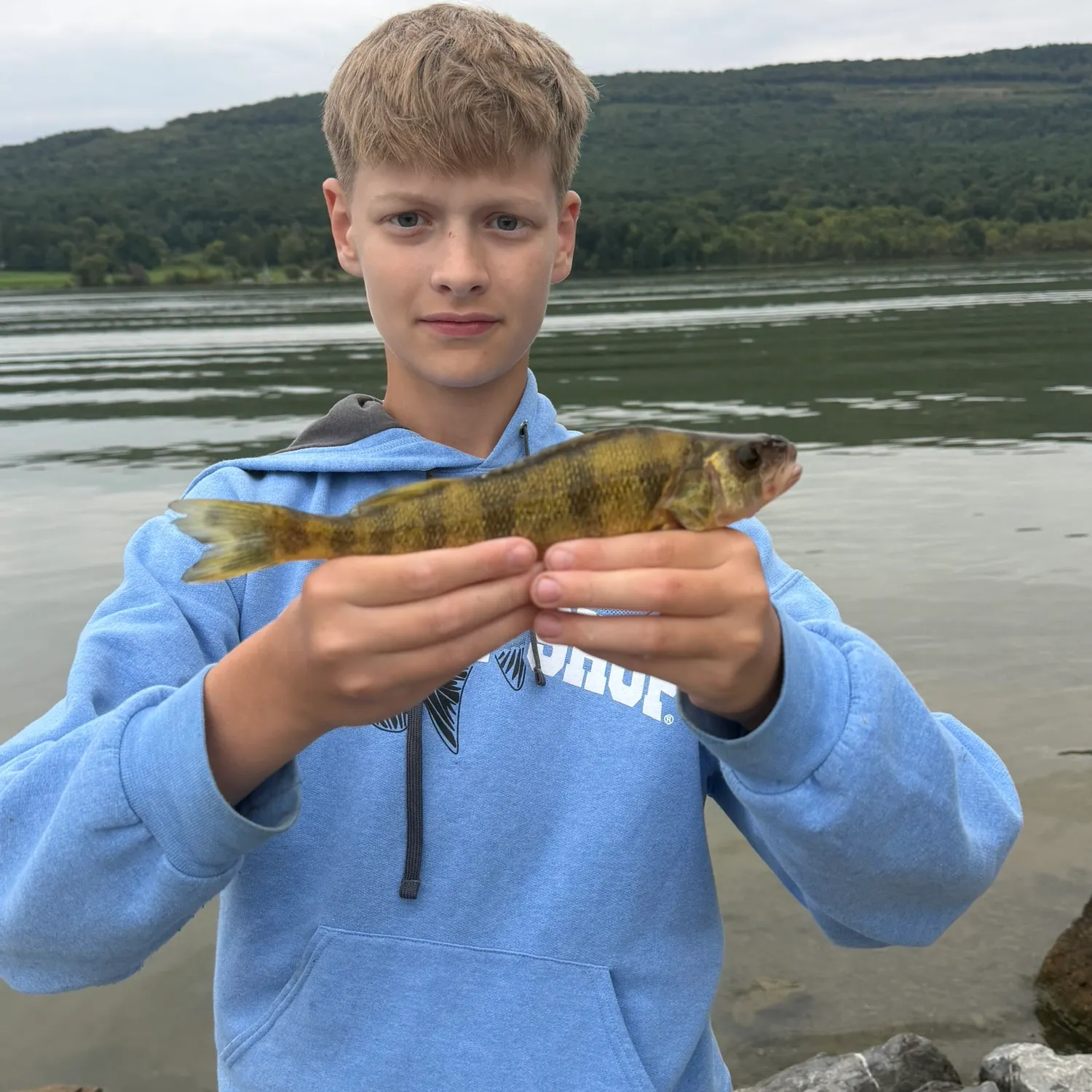 Yellow perch caught on Fishbrain
