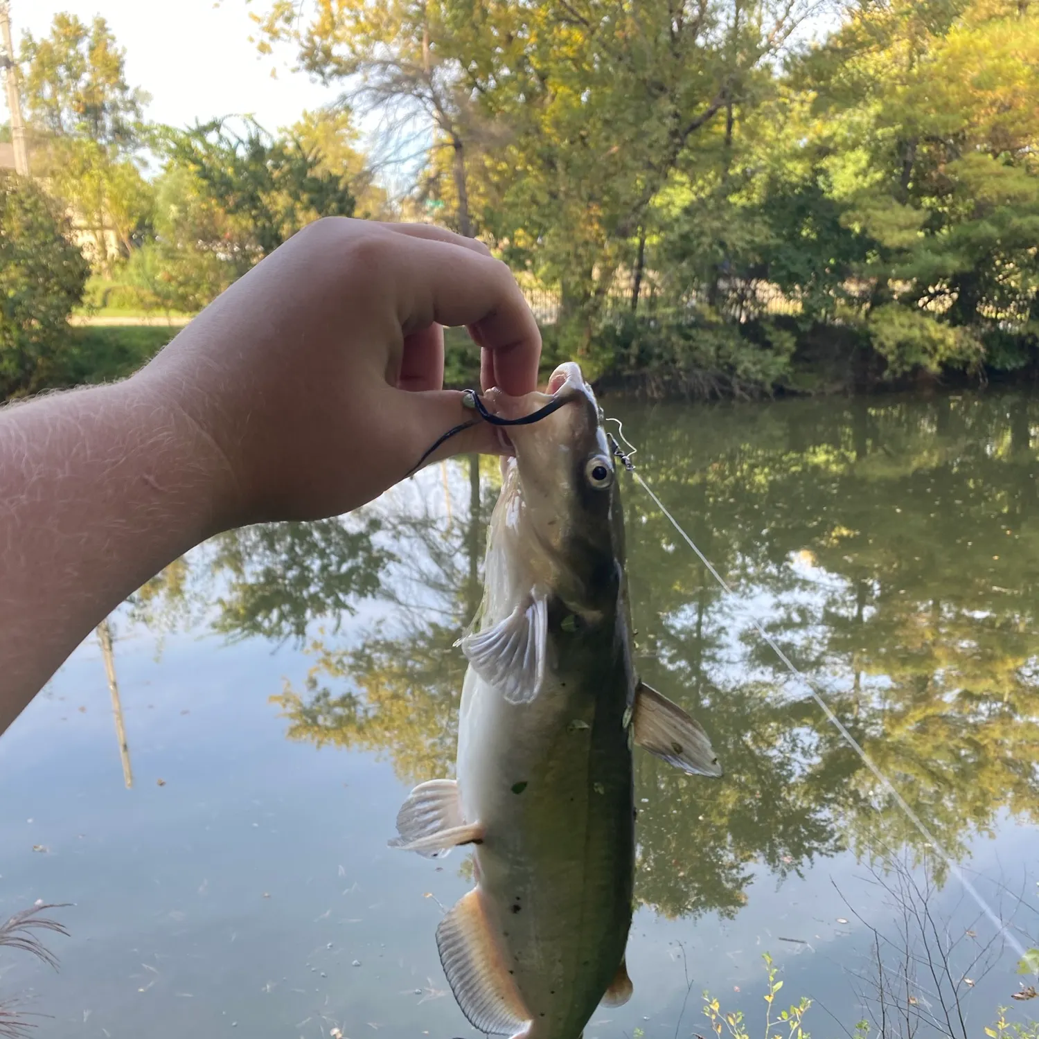 Channel catfish caught on Fishbrain