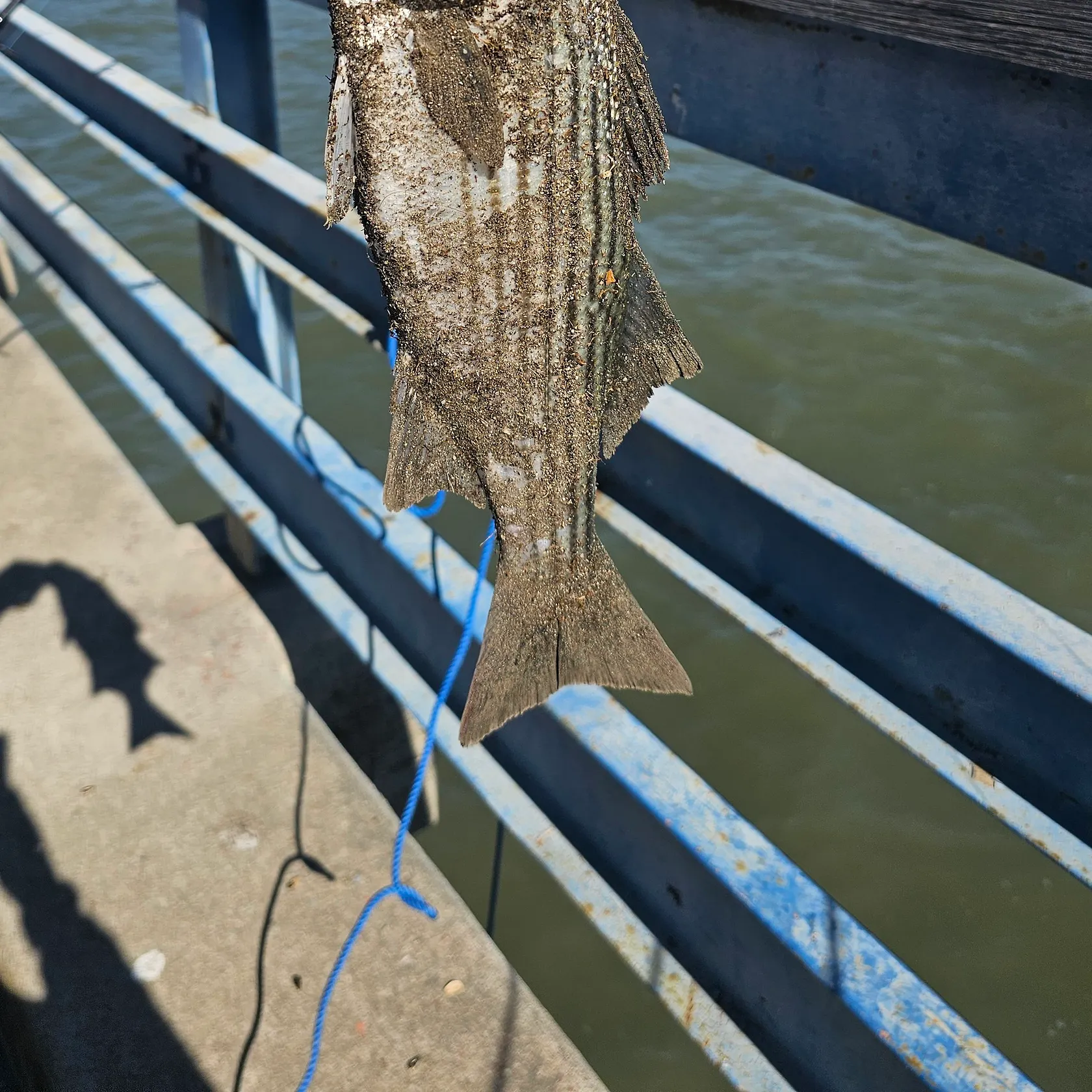 Striped bass caught on Fishbrain