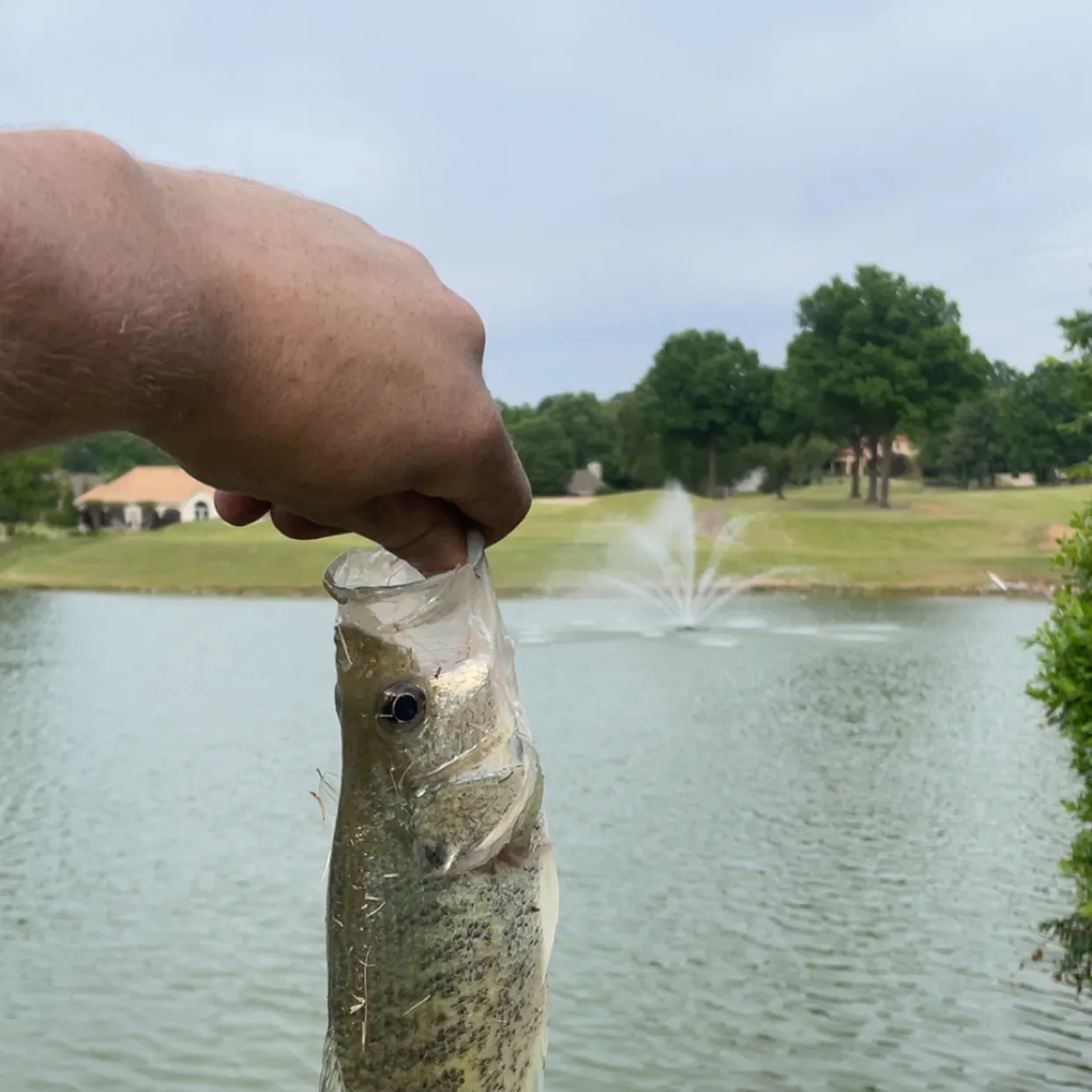 The most recent Grass pickerel catches on Fishbrain