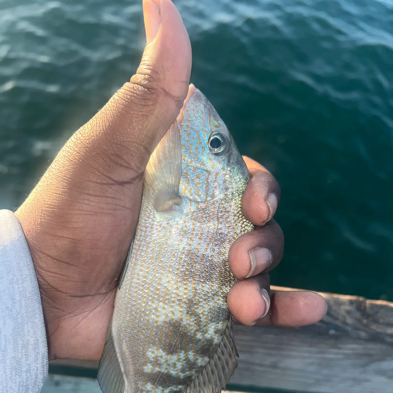 The most recent Pigfish catches on Fishbrain