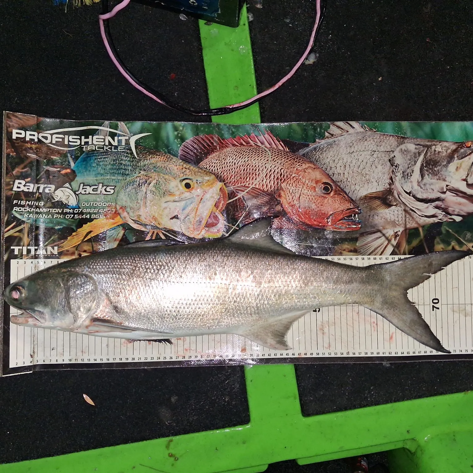Fourfinger threadfin caught on Fishbrain